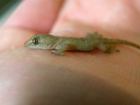 image of animal