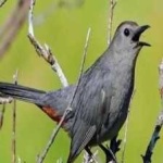 image of bird