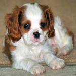 image of animal