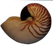 image of nautilus