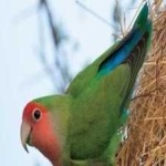 image of bird
