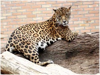 image of jaguar_car
