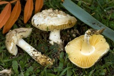 image of mushrooms