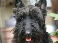 image of scottish_terrier #22