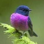 image of bird