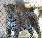 image of jaguar_car
