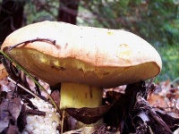 image of bolete
