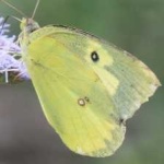 image of animal