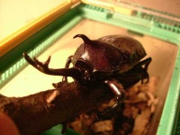 image of rhinoceros_beetle #5