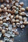 image of egg_shell #8