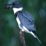 image of bird