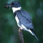 image of belted_kingfisher #33