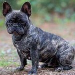 image of french_bulldog #28