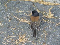 image of junco #19