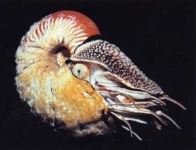 image of chambered_nautilus