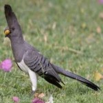 image of bird