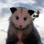 image of possum #59