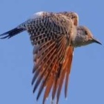 image of bird