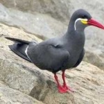 image of bird