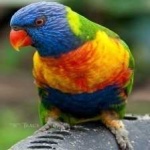 image of bird