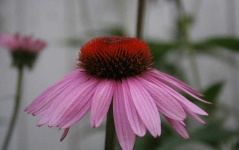 image of flower