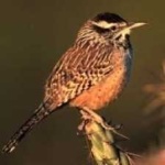 image of bird