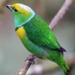 image of bird