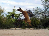 image of malinois