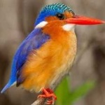 image of bird