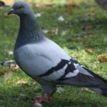 image of bird