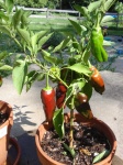 image of fruit_and_vegetable