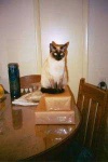 image of animal