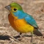 image of bird