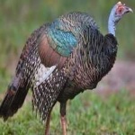 image of ocellated_turkey #14