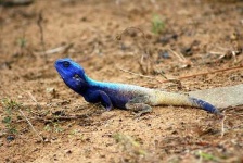 image of agama