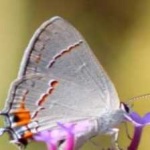 image of animal