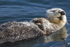 image of otter