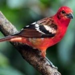 image of bird