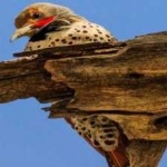 image of bird