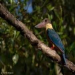 image of bird
