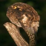 image of bird