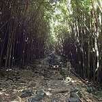 image of forest