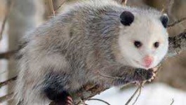 image of possum #13