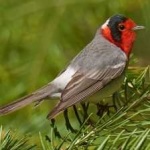 image of bird