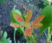 image of flower