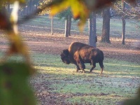 image of bison