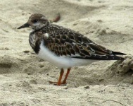 image of ruddy_turnstone