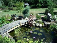 image of pond