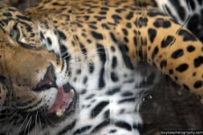 image of jaguar_car