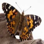 image of animal